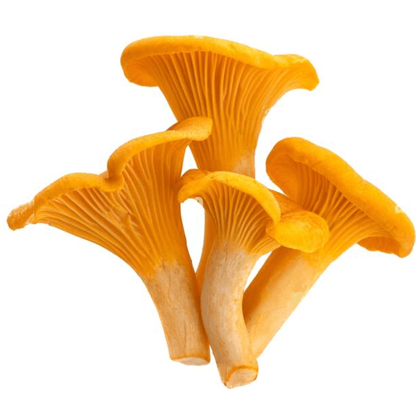 Fresh Chanterelles 200g